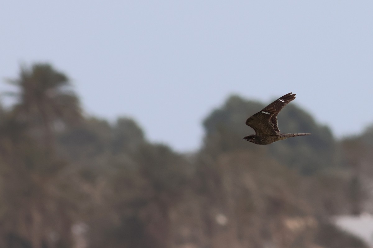 Eurasian Nightjar - ML617656393