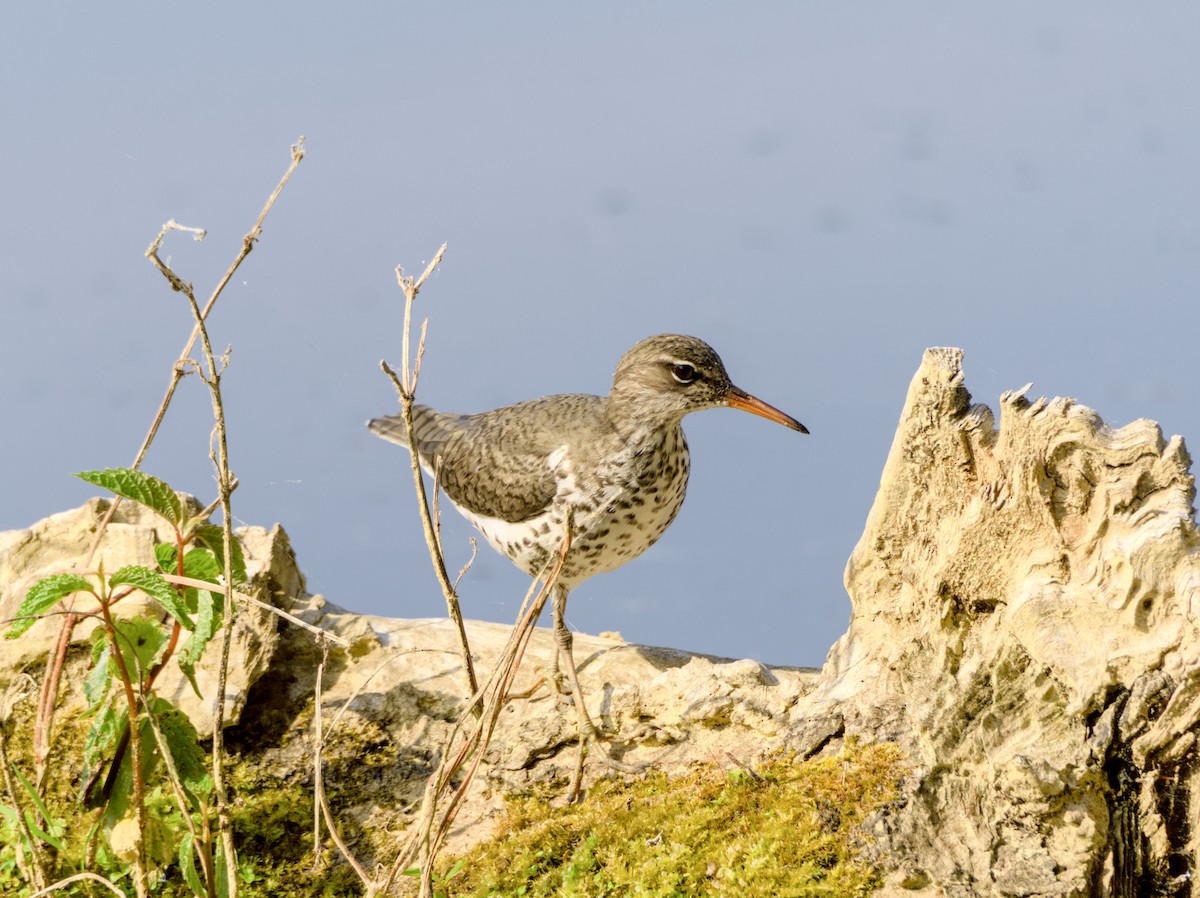 Spotted Sandpiper - ML617656403