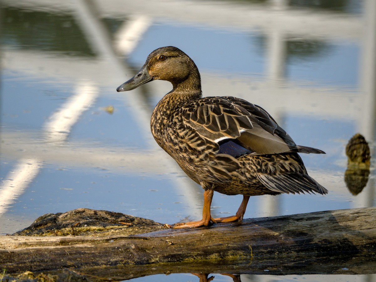 Mallard - Louie Lu