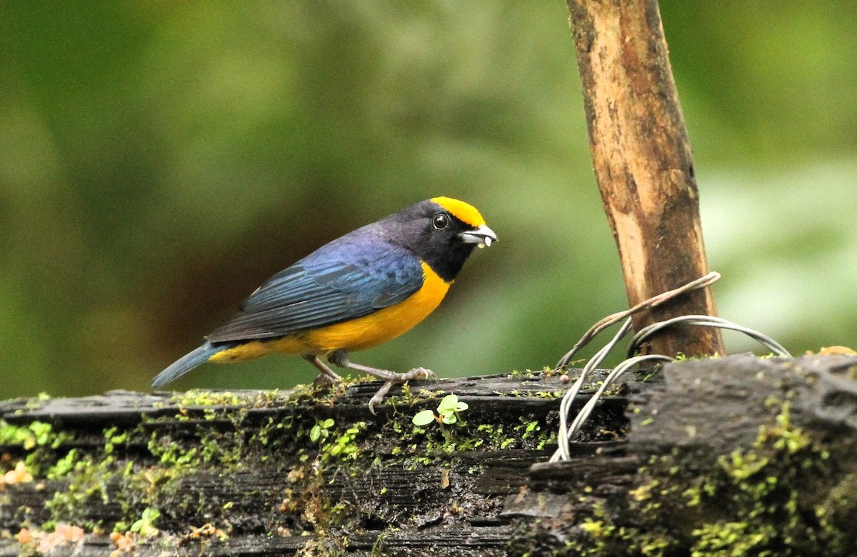 Orange-crowned Euphonia - Gisèle Labonté