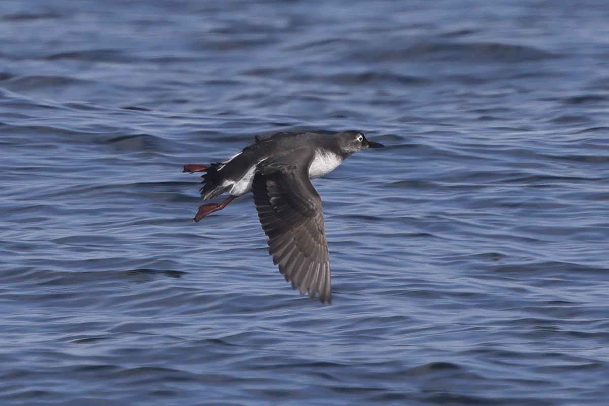 Spectacled Guillemot - Fabio Olmos