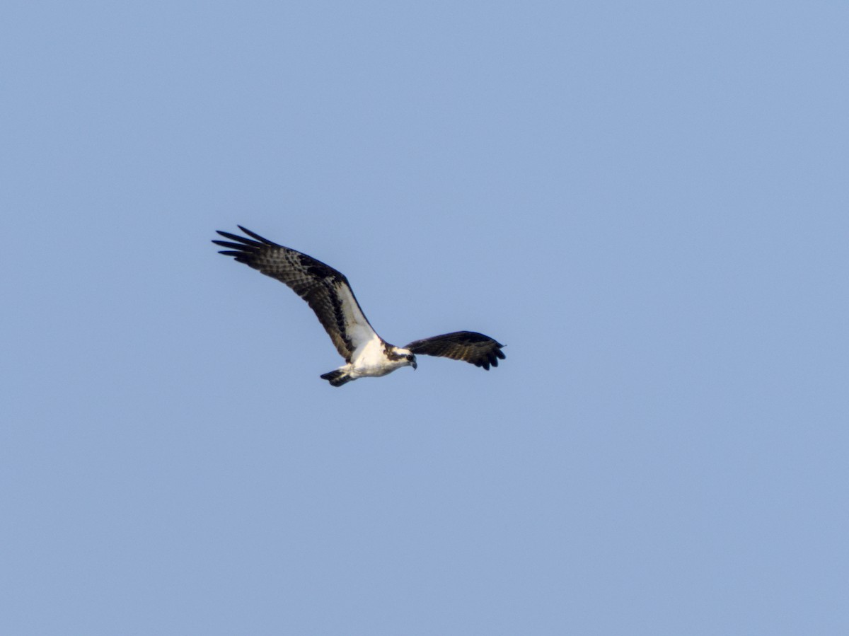 Águila Pescadora - ML617656444