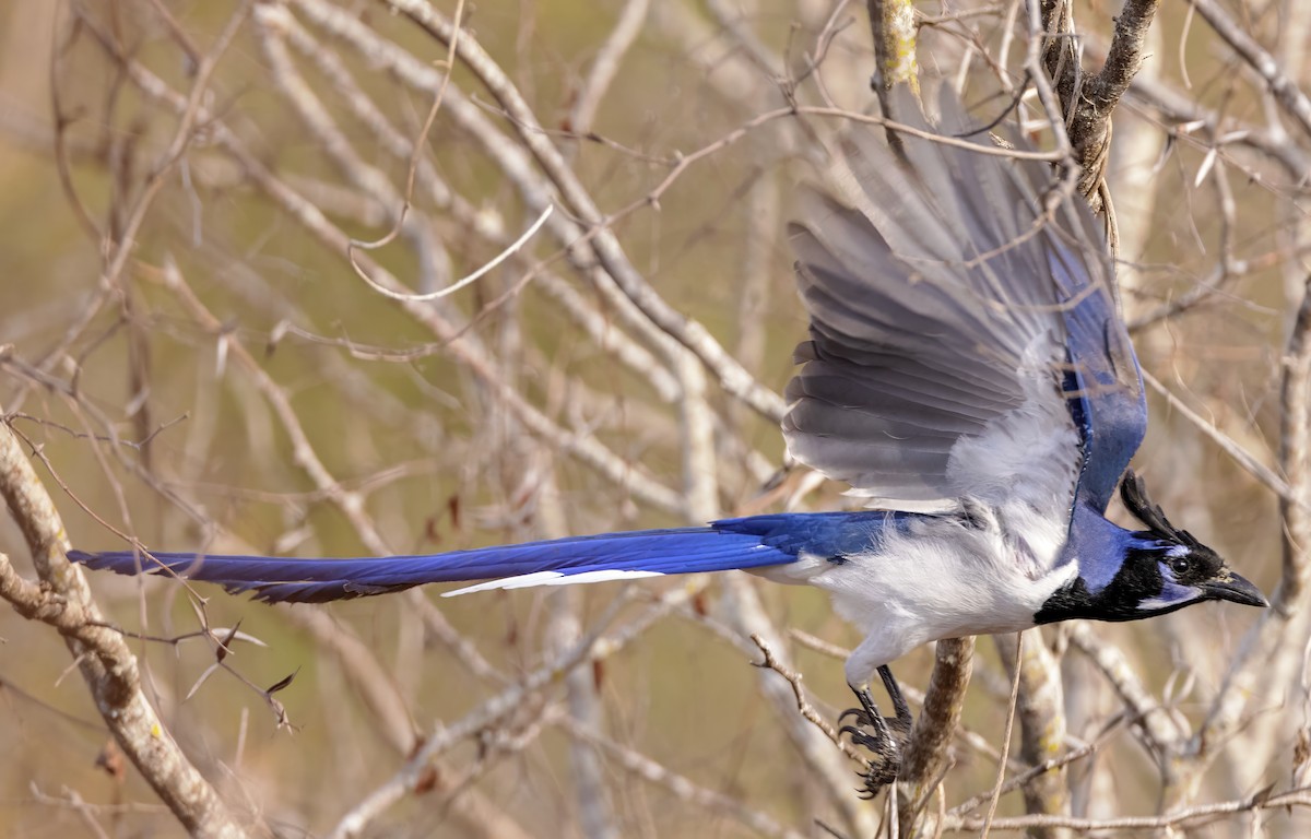 Black-throated Magpie-Jay - Scott Young