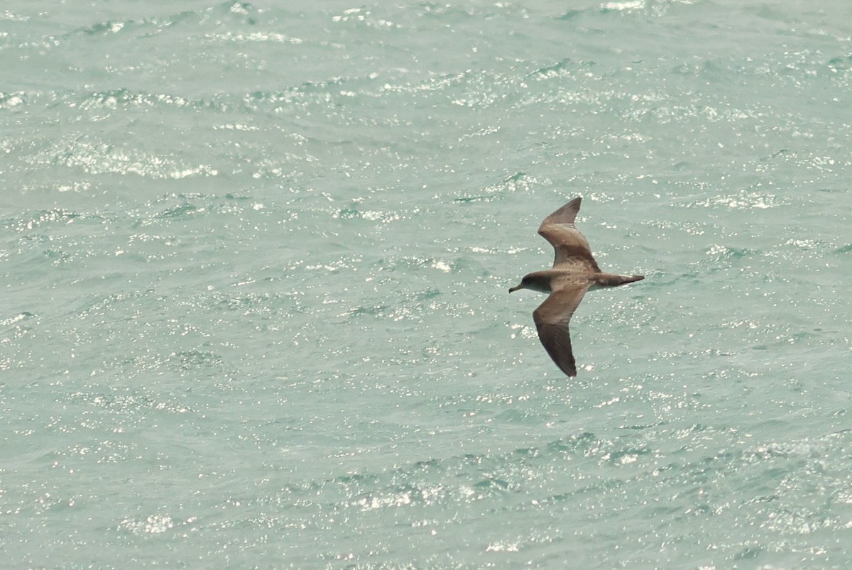 Pardela Cenicienta (mediterránea) - ML617656455