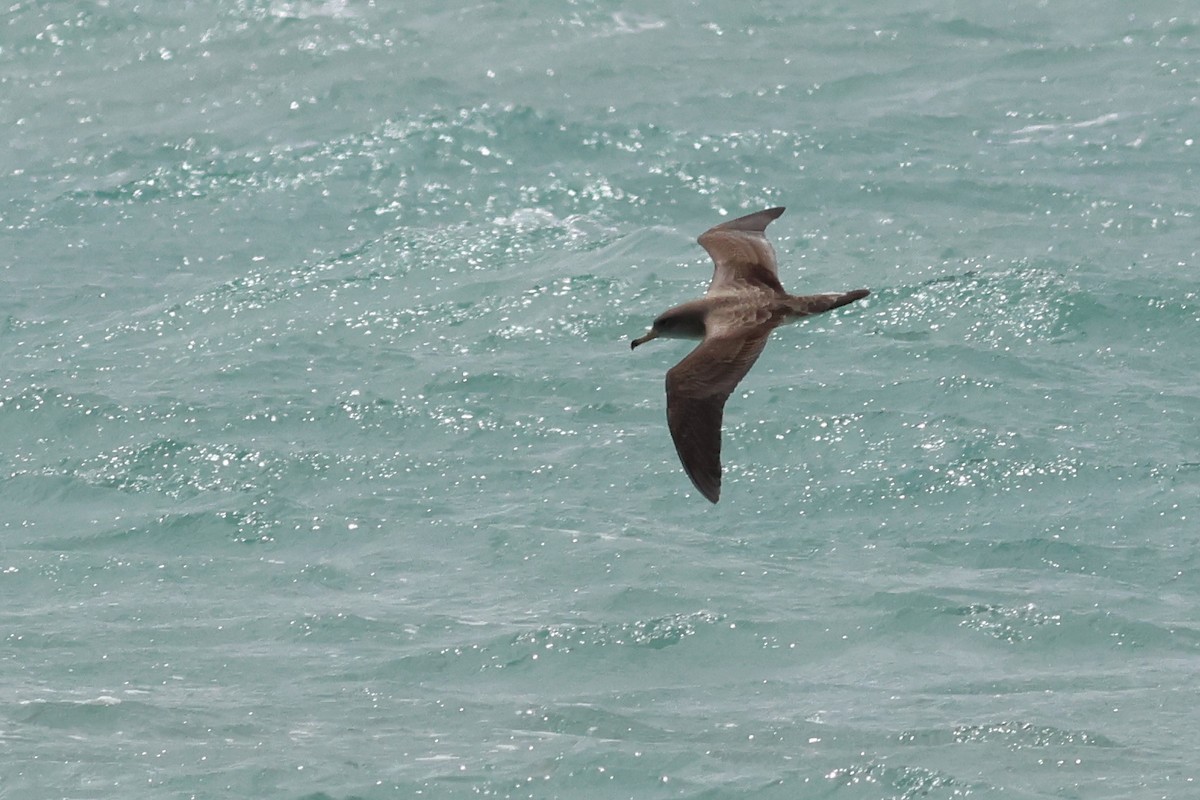 Pardela Cenicienta (mediterránea) - ML617656456