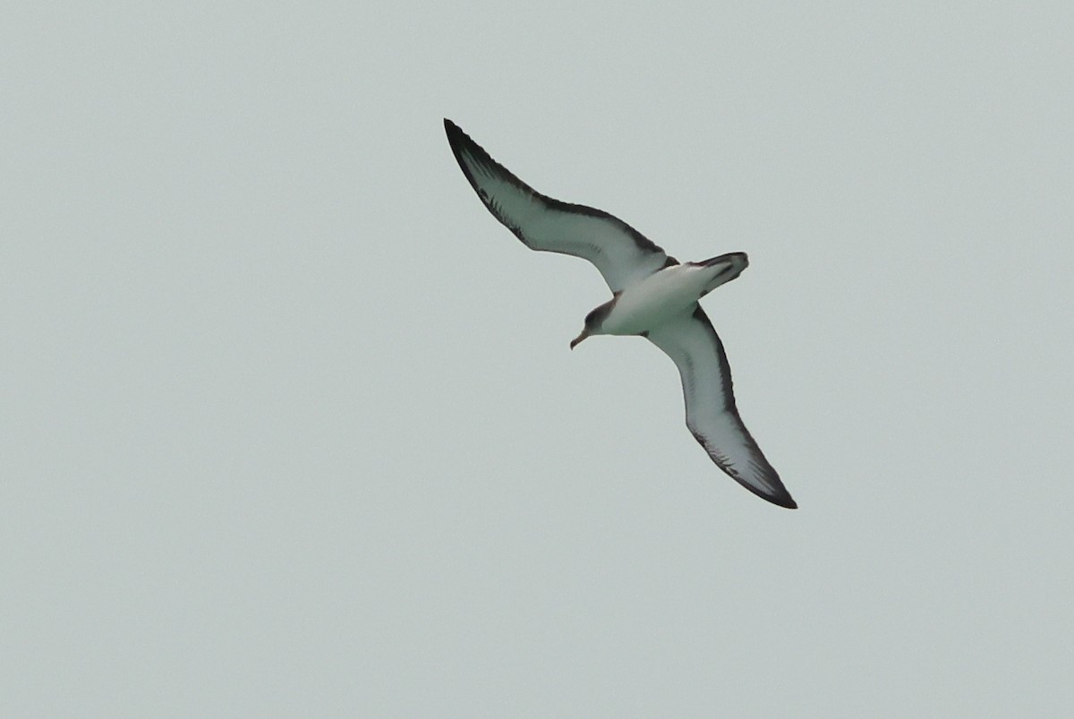 Pardela Cenicienta (mediterránea) - ML617656457