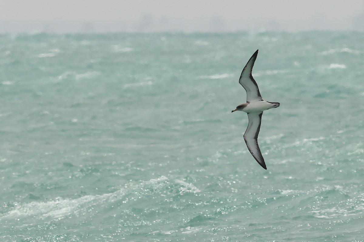 Pardela Cenicienta (mediterránea) - ML617656458