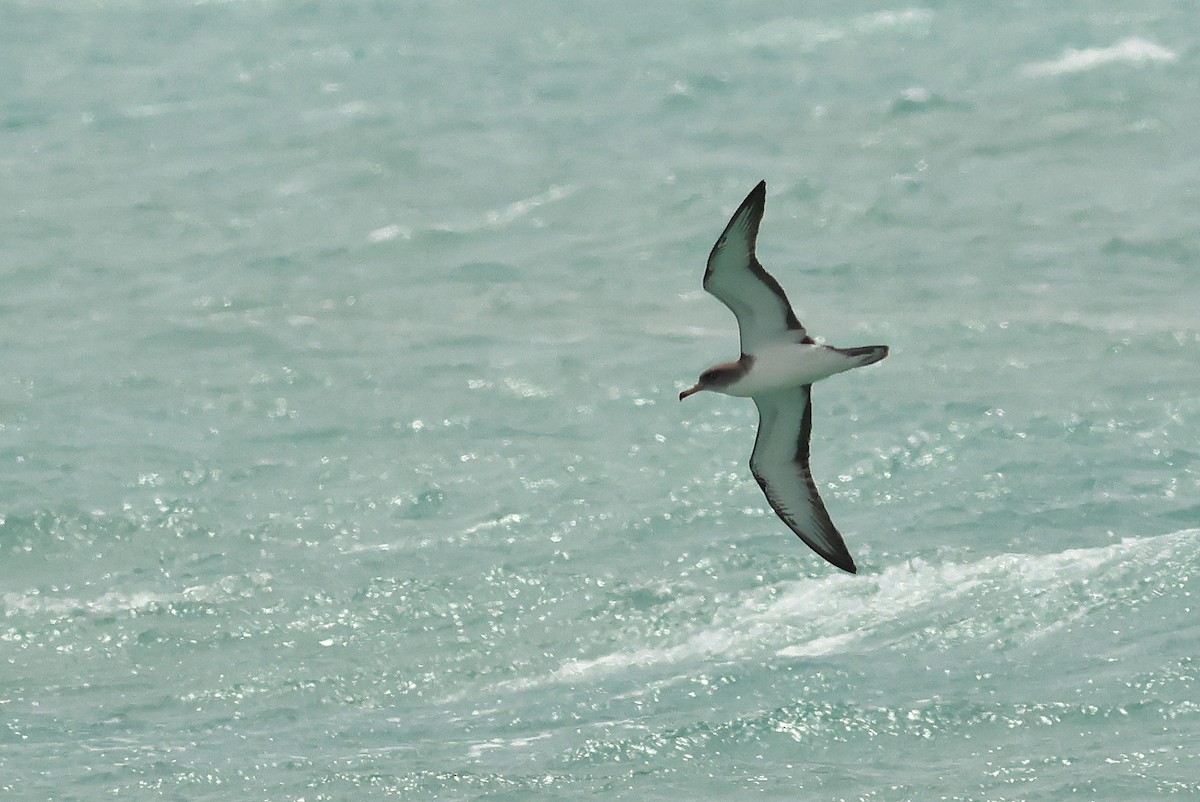 Pardela Cenicienta (mediterránea) - ML617656459