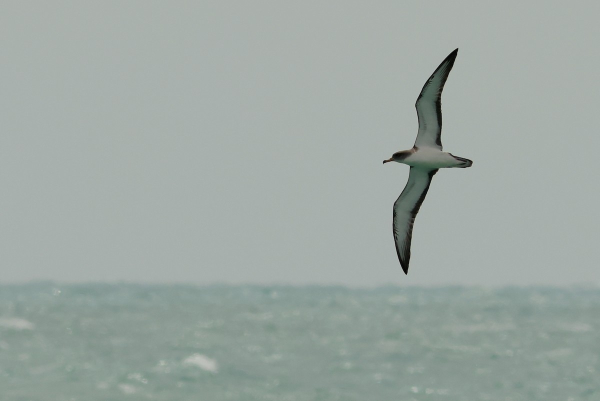 Pardela Cenicienta (mediterránea) - ML617656460