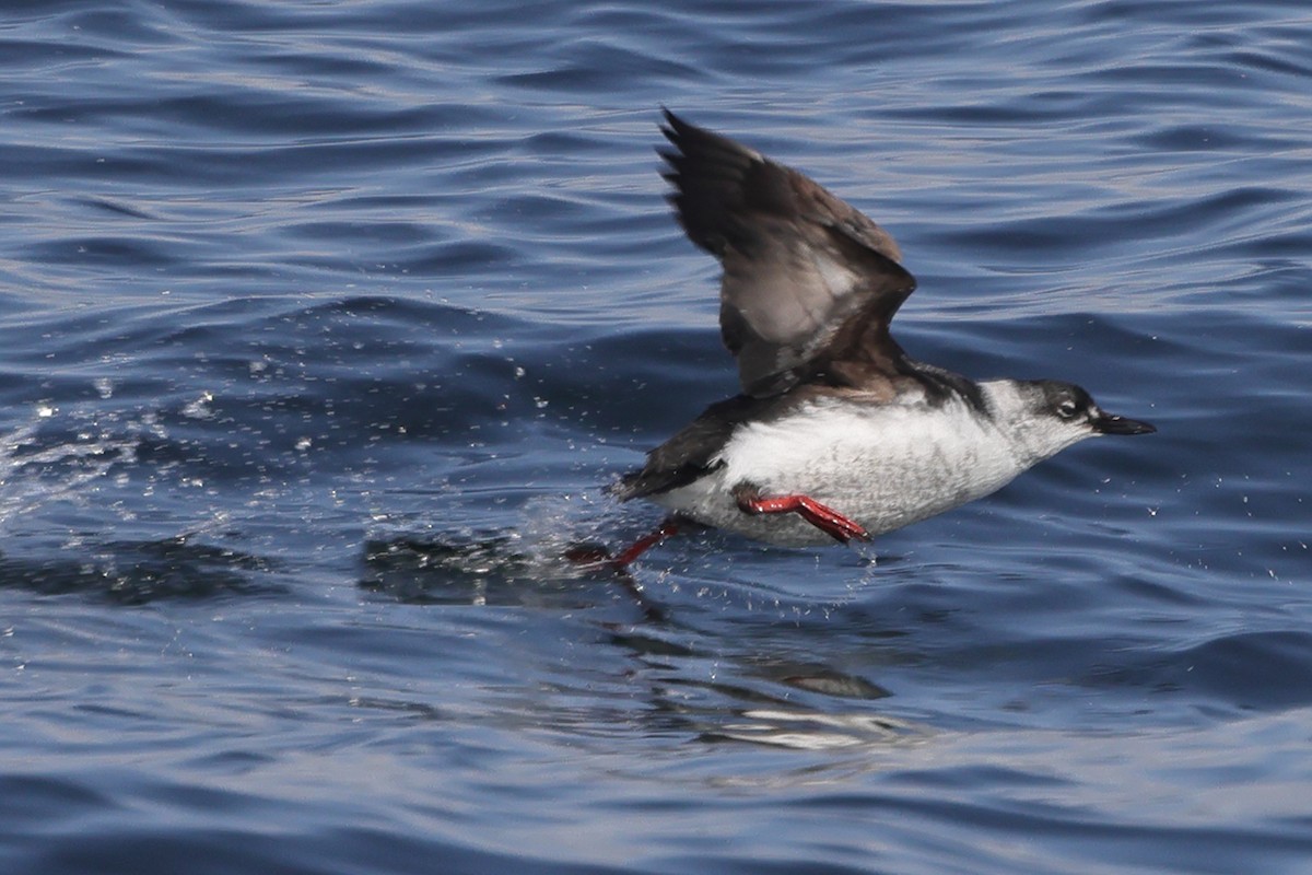 Pigeon Guillemot (snowi) - Fabio Olmos