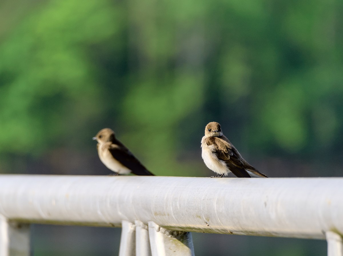 Northern Rough-winged Swallow - Louie Lu