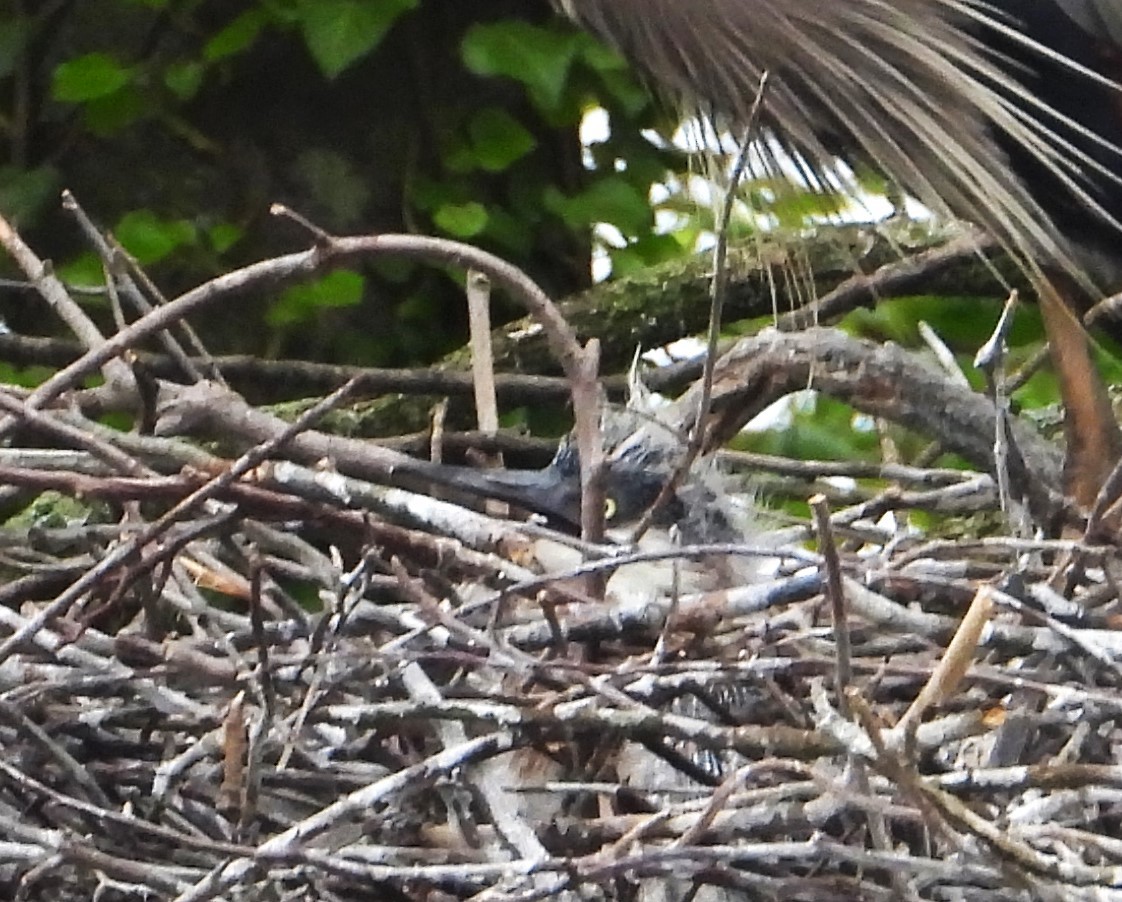 Great Blue Heron - ML617656474