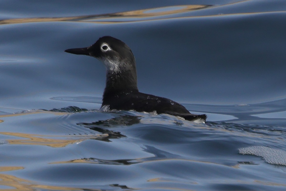 Spectacled Guillemot - Fabio Olmos