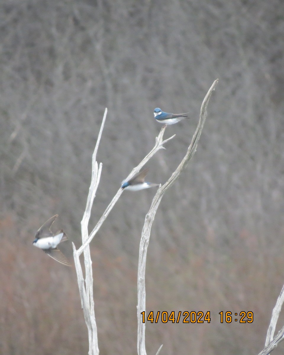 Tree Swallow - Gary Bletsch