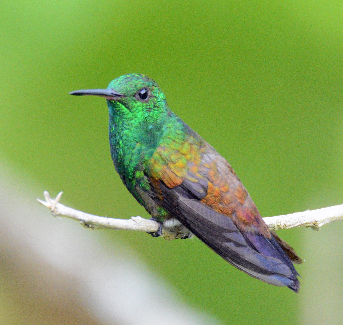 Copper-rumped Hummingbird - ML617656508