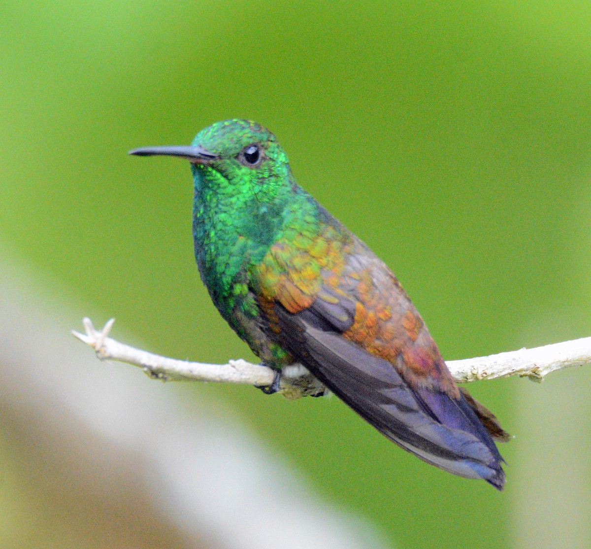 Copper-rumped Hummingbird - ML617656509