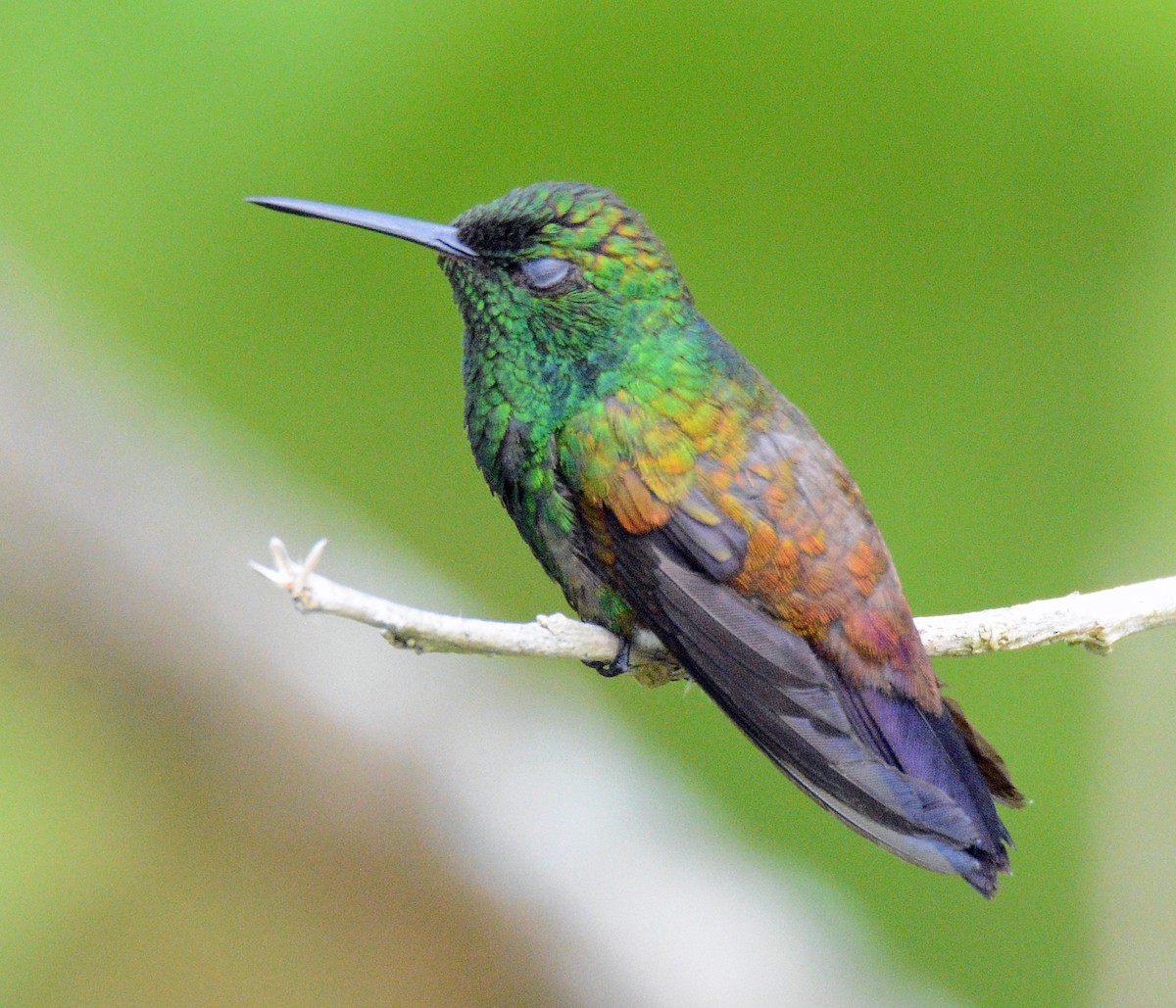 Copper-rumped Hummingbird - ML617656510