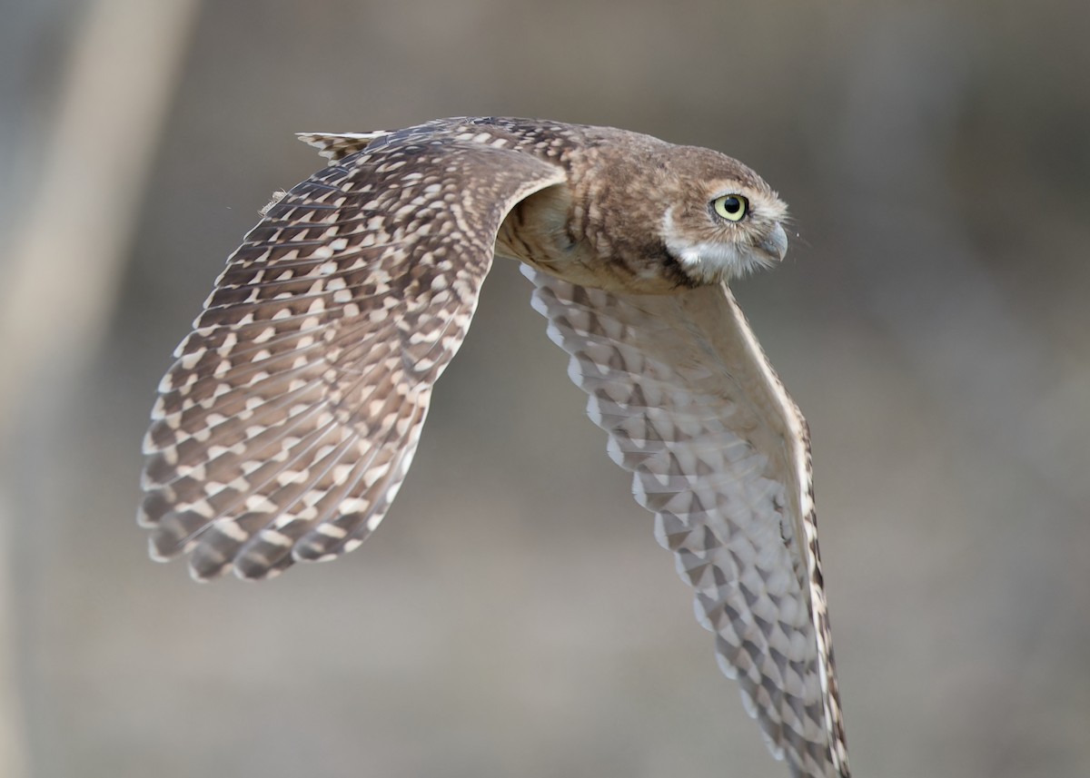 Burrowing Owl - ML617656516