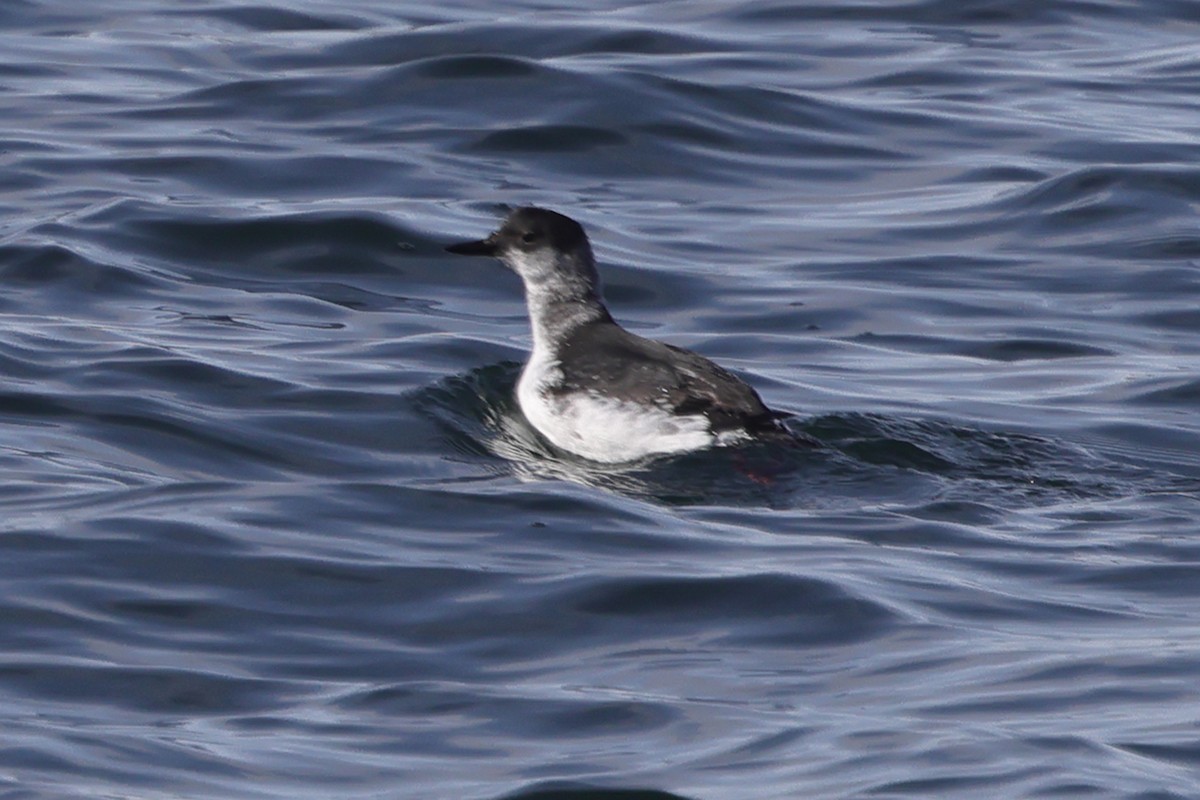 Pigeon Guillemot (snowi) - ML617656544