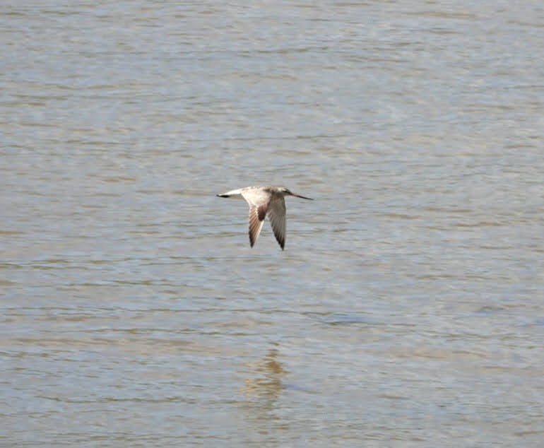 Bar-tailed Godwit - ML617656547