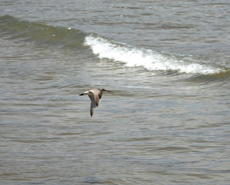 Bar-tailed Godwit - ML617656548