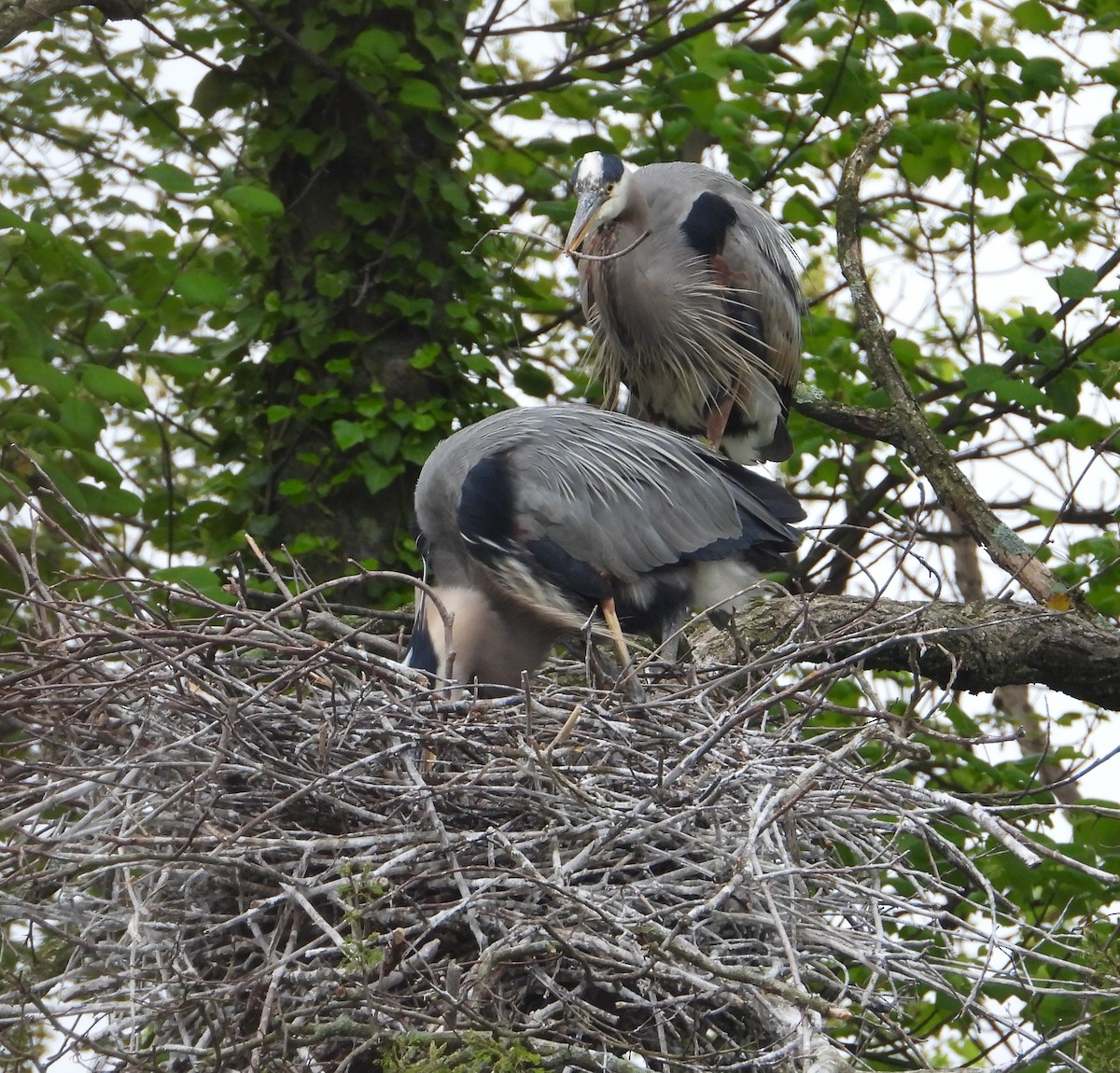 Great Blue Heron - ML617656558