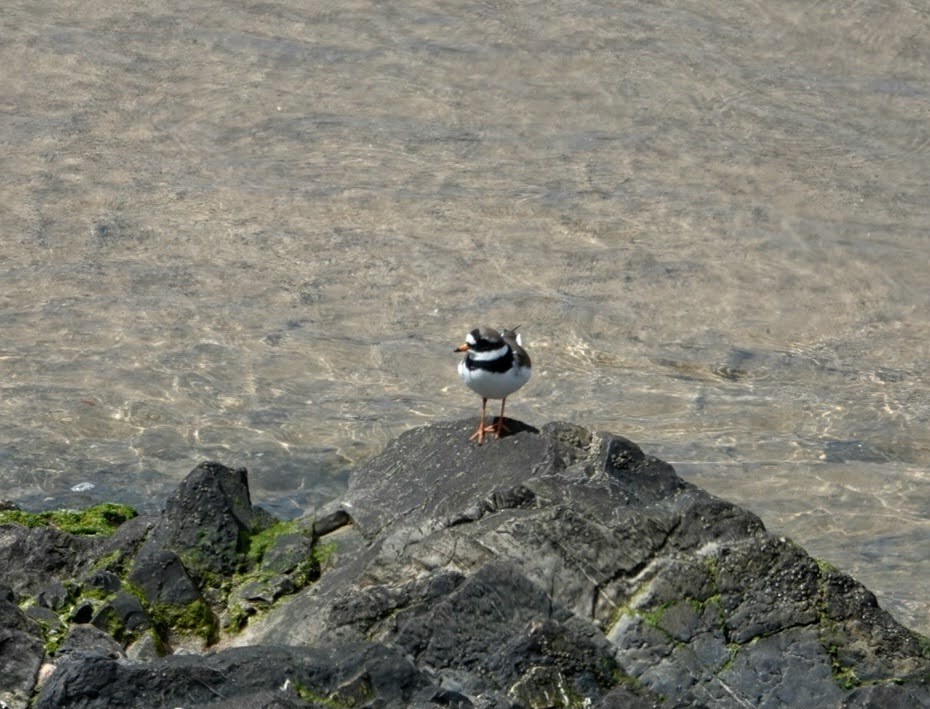 Common Ringed Plover - ML617656566