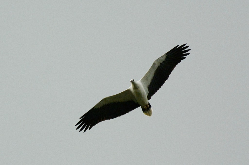 White-bellied Sea-Eagle - ML617656576