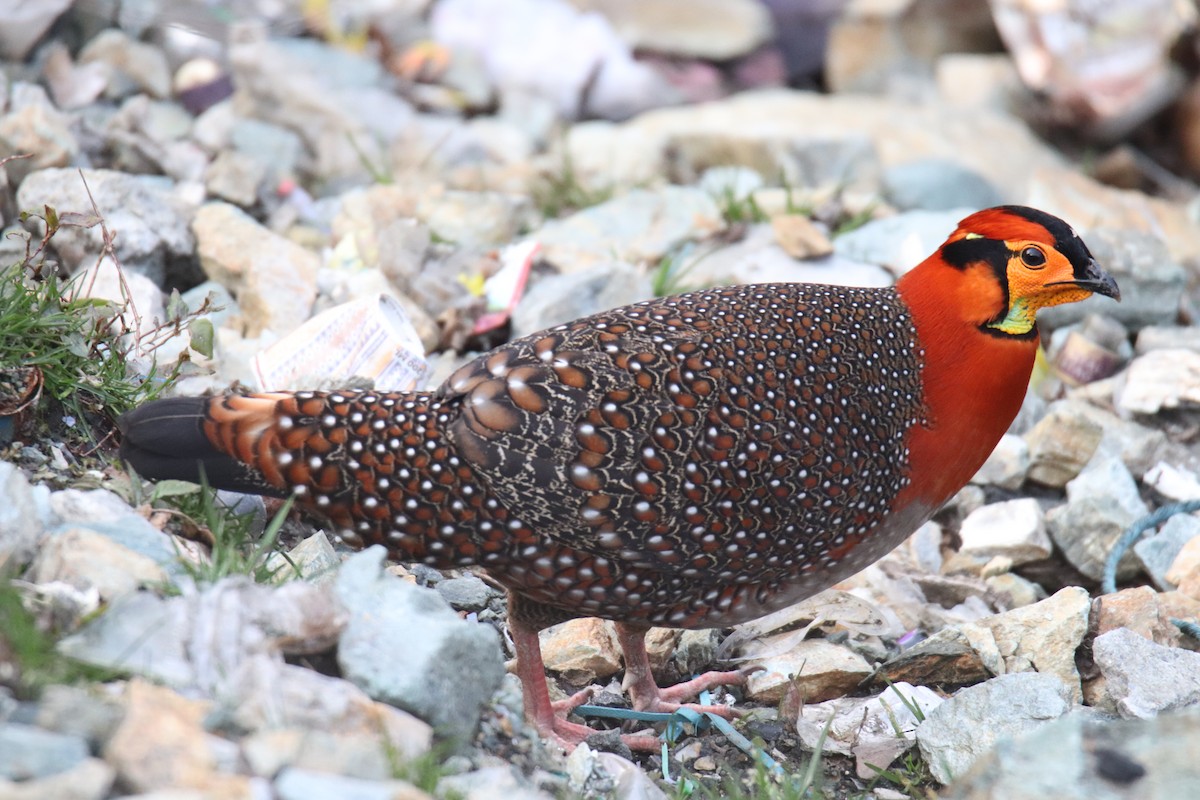 Blyth's Tragopan - Praveen H N