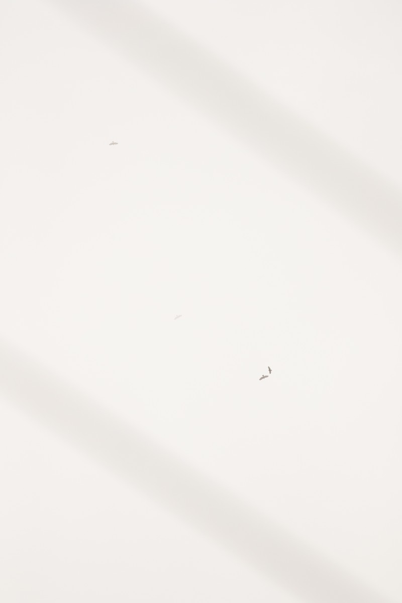 Ширококрылый канюк - ML617656621
