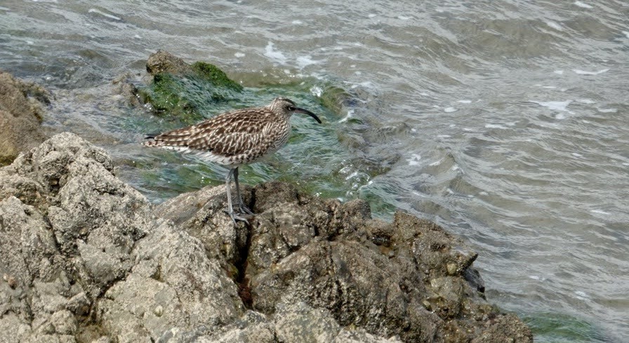 Whimbrel - ML617656623