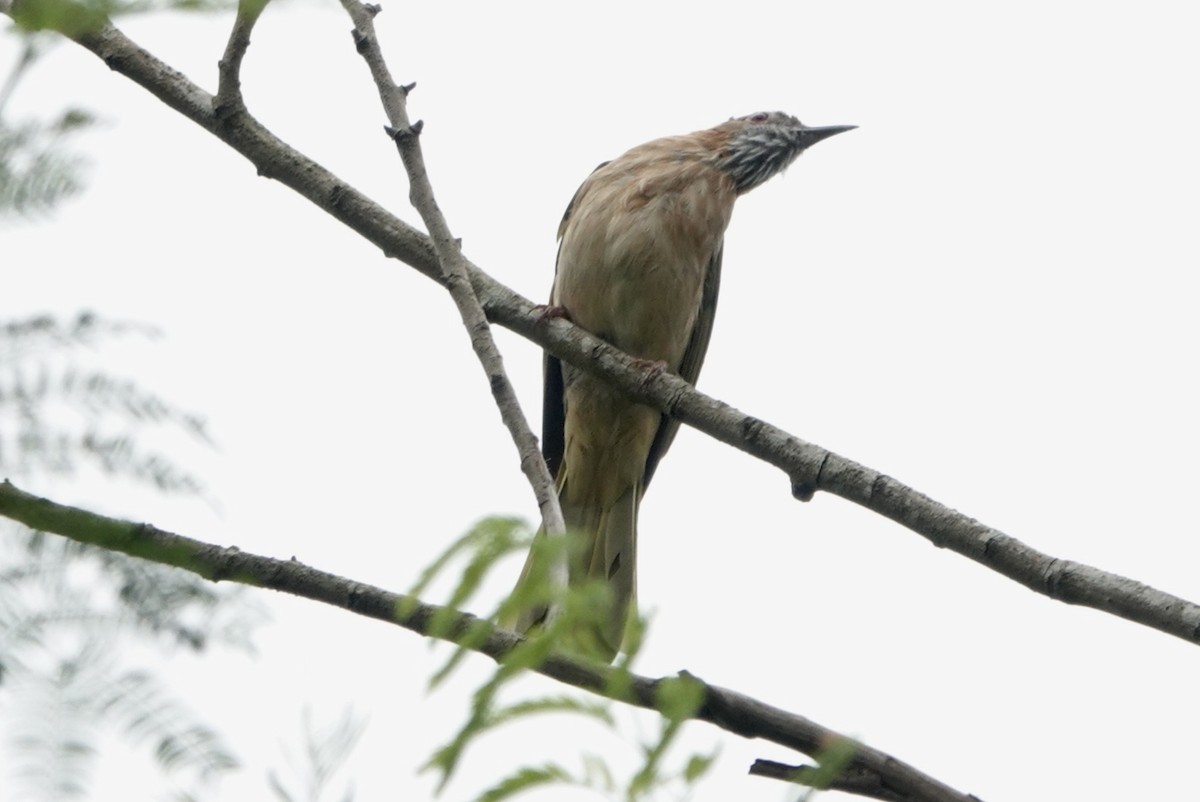 Mountain Bulbul - ML617656627