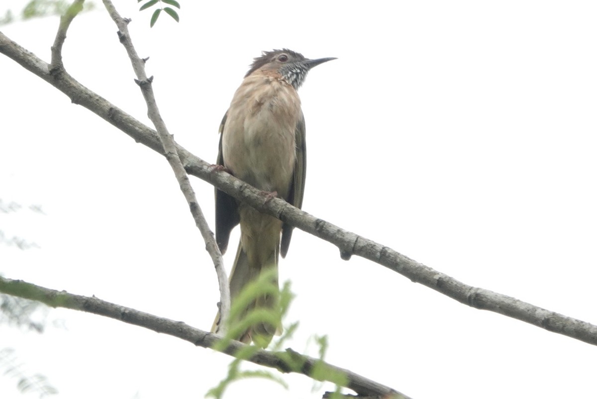 Mountain Bulbul - ML617656631