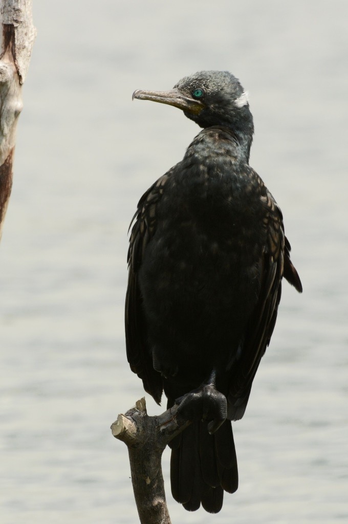 Cormoran à cou brun - ML617656633