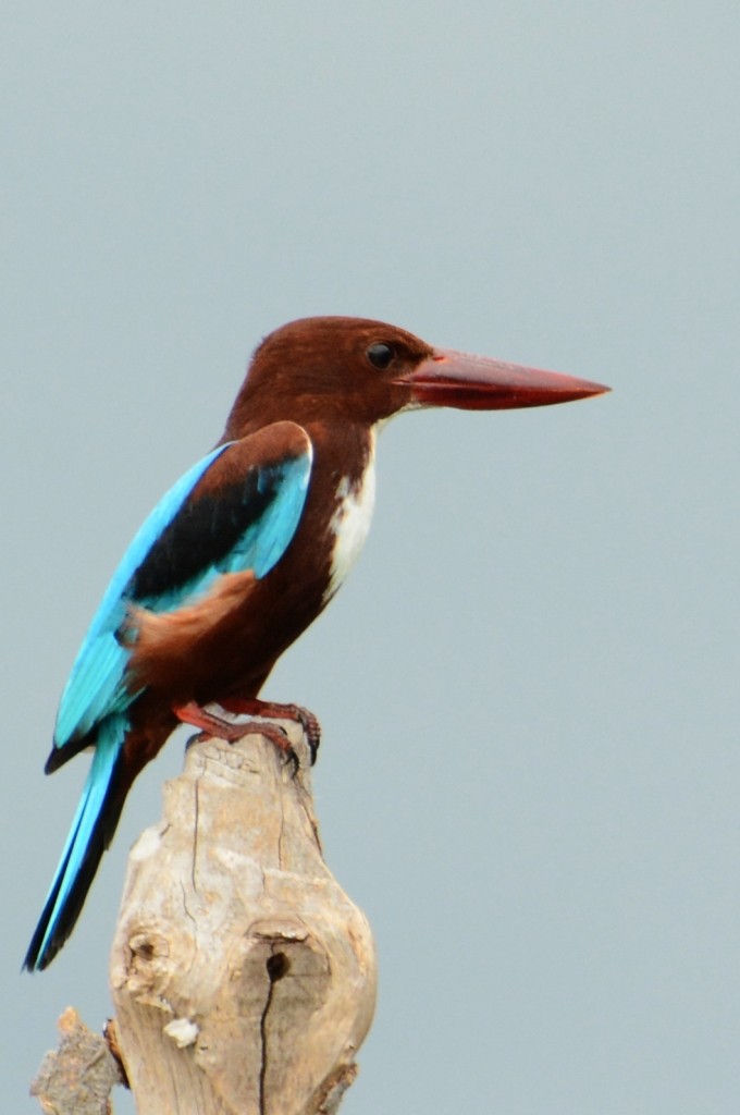 White-throated Kingfisher - ML617656636