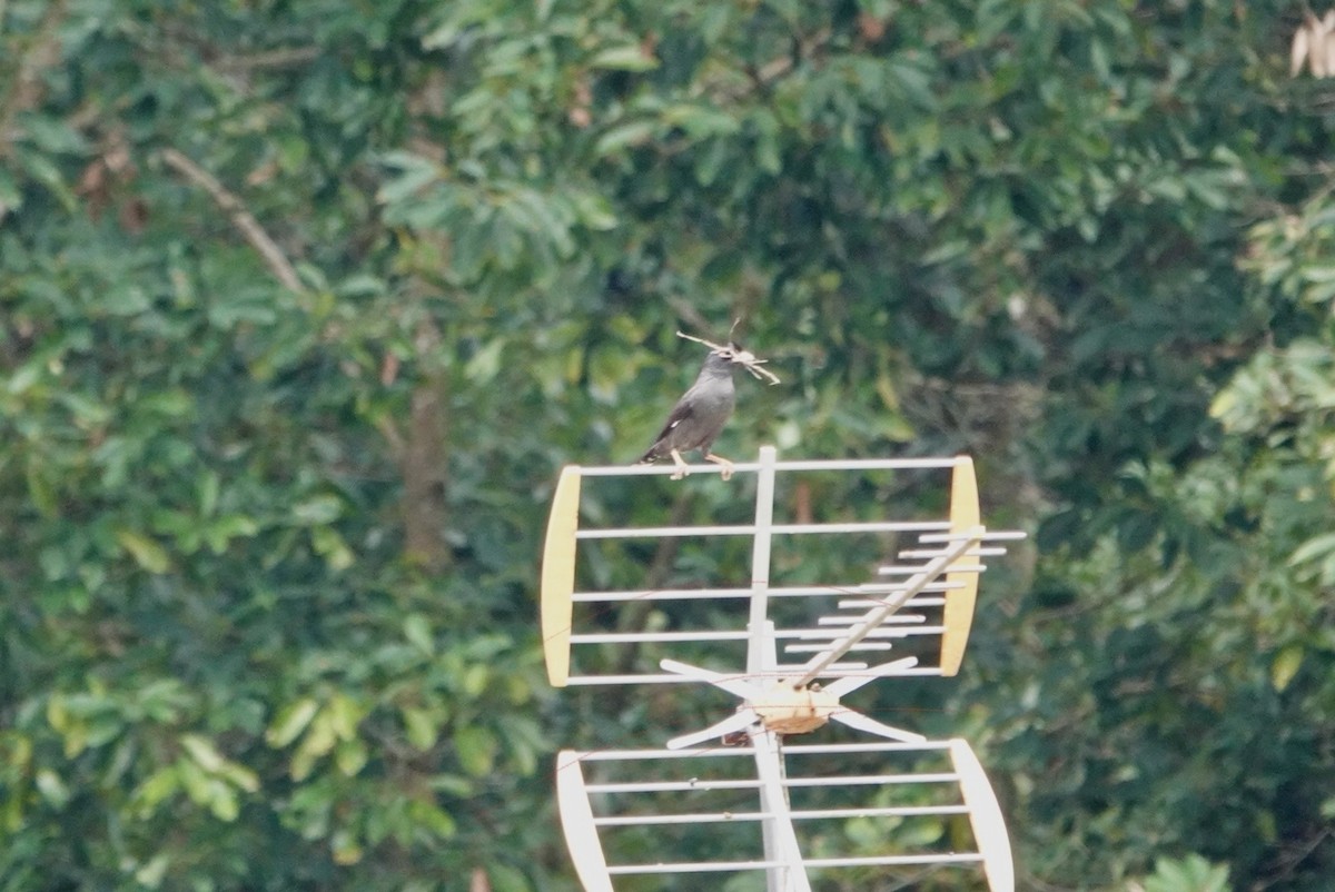 Crested Myna - ML617656649