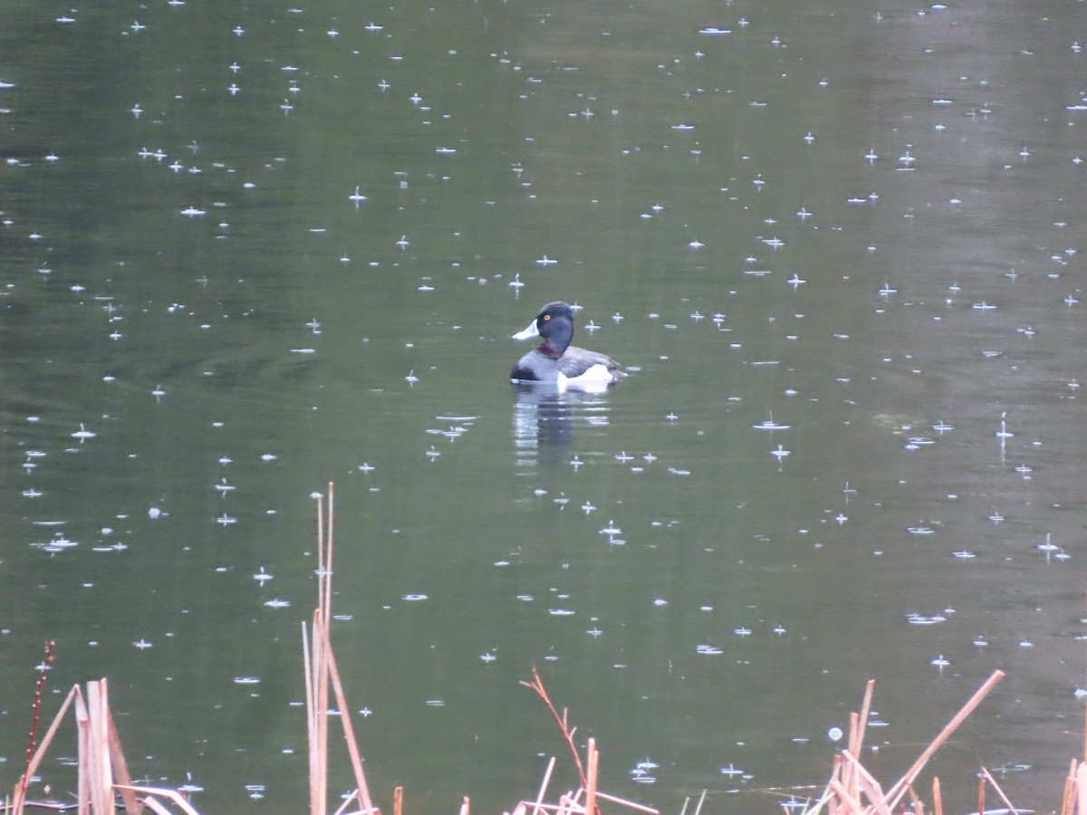 Ring-necked Duck - ML617656660