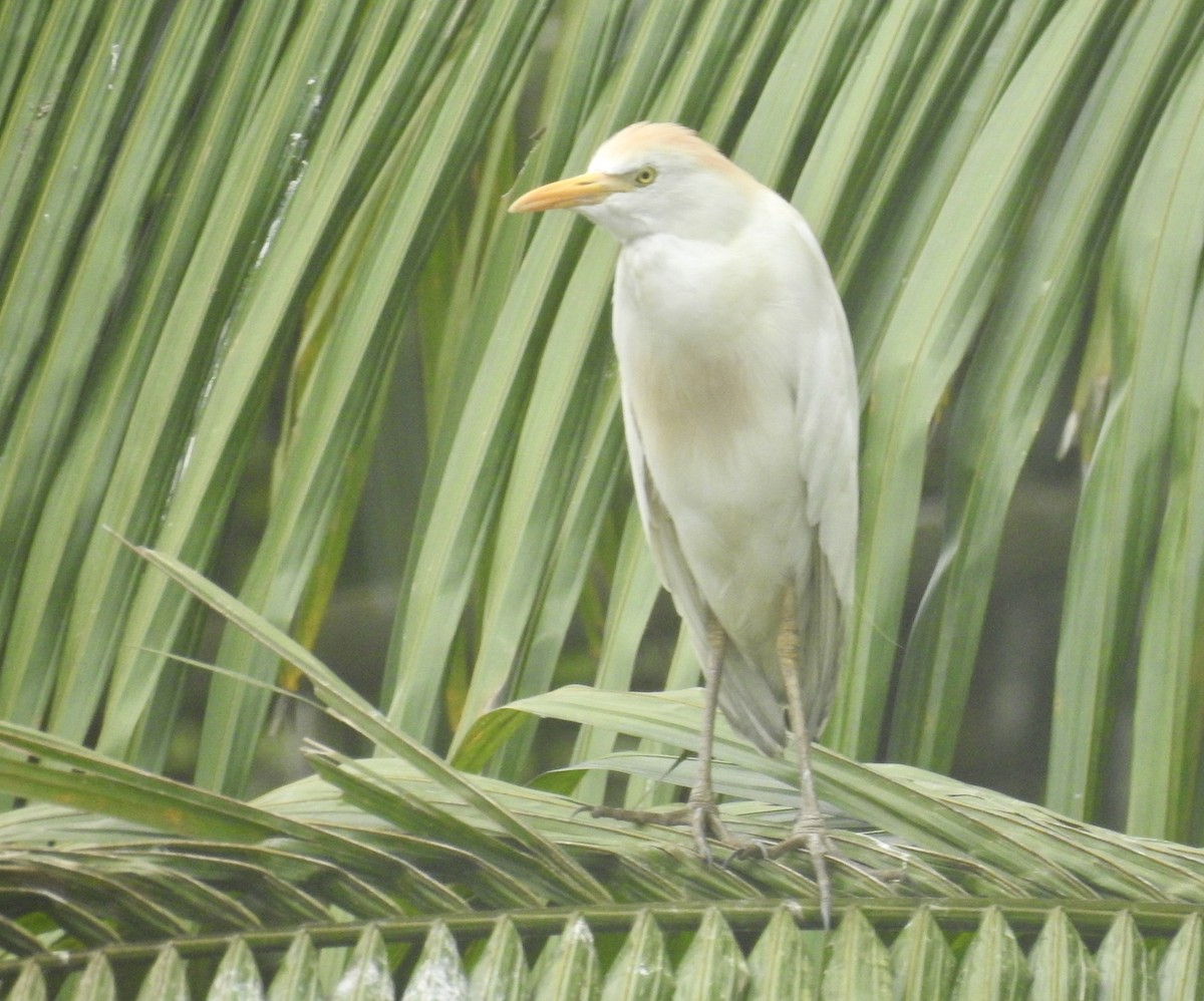 Western Cattle Egret - Tomohide Cho