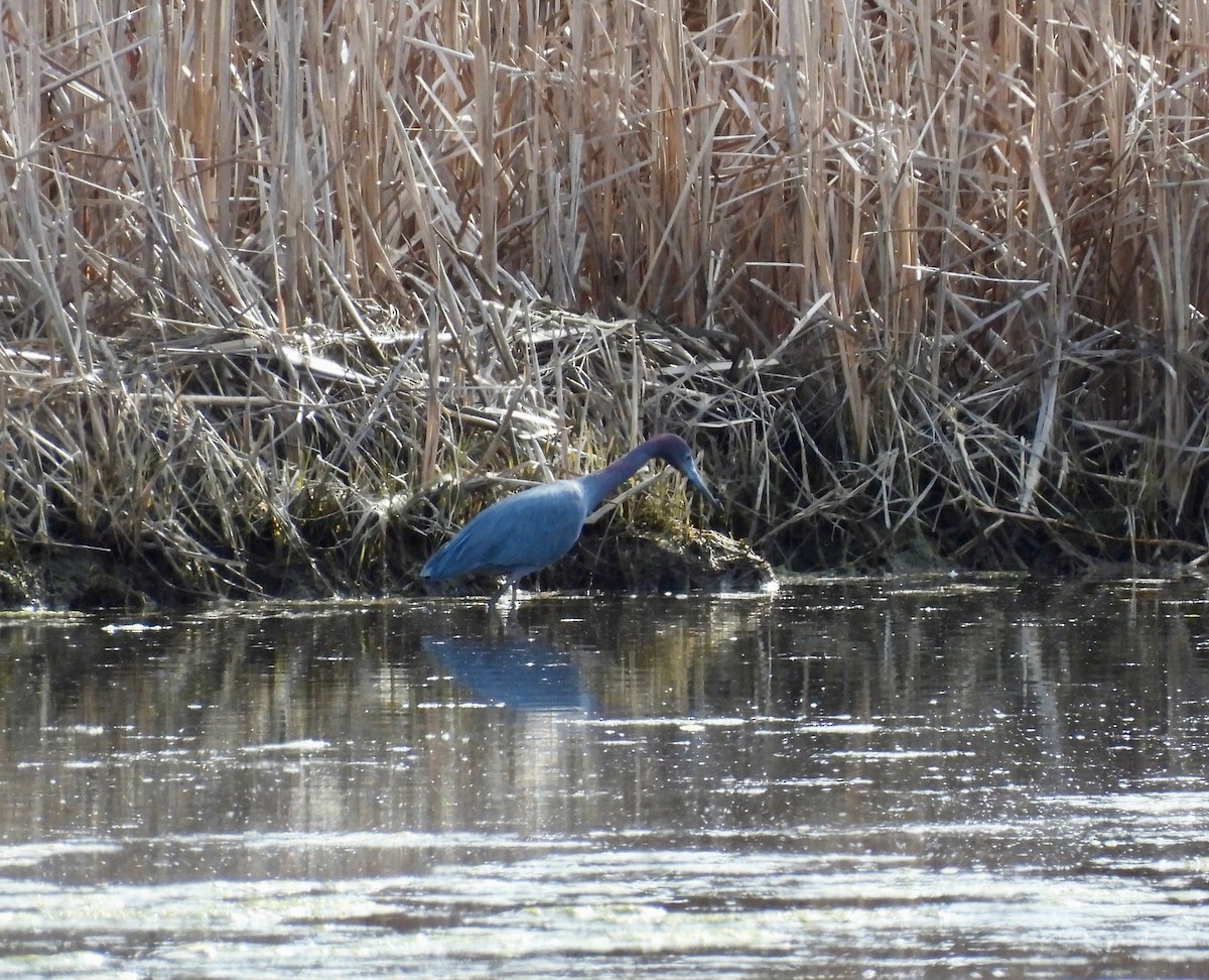 Little Blue Heron - ML617656714