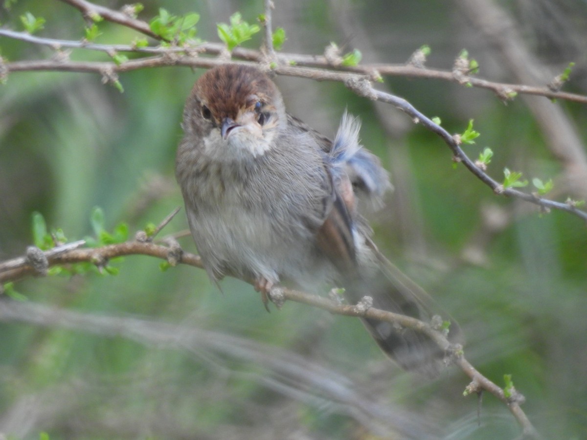 Red-headed Cisticola - Timothy Kasper