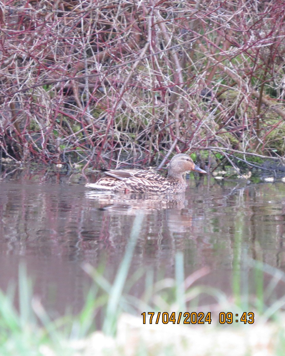 Canard colvert - ML617656736