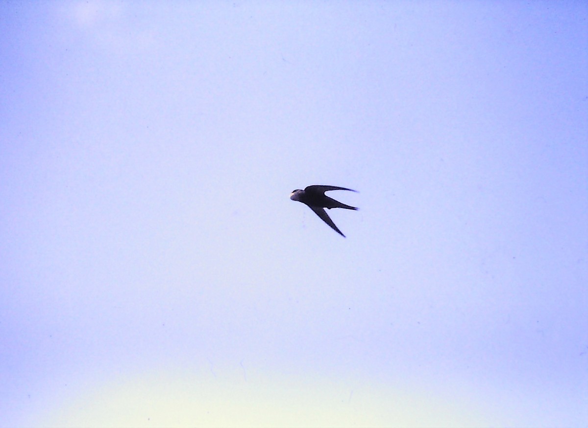 Pallid Swift - ML617656755