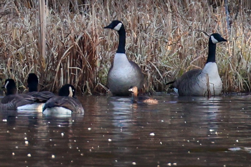 Pied-billed Grebe - ML617656759