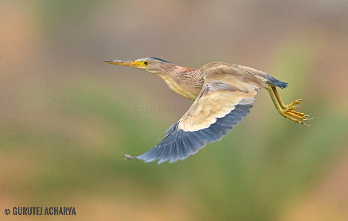 Yellow Bittern - ML617656764