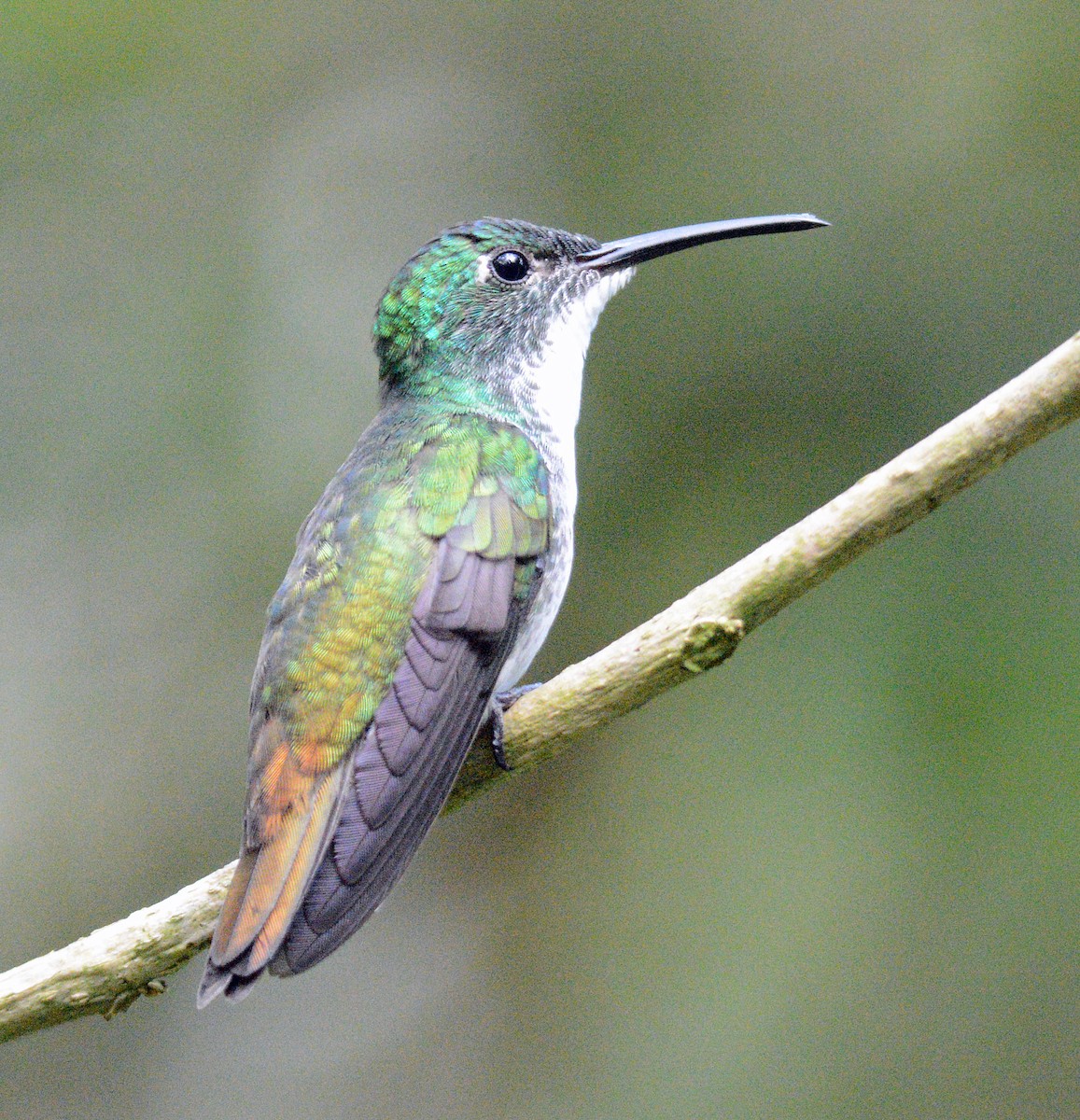 White-chested Emerald - ML617656774