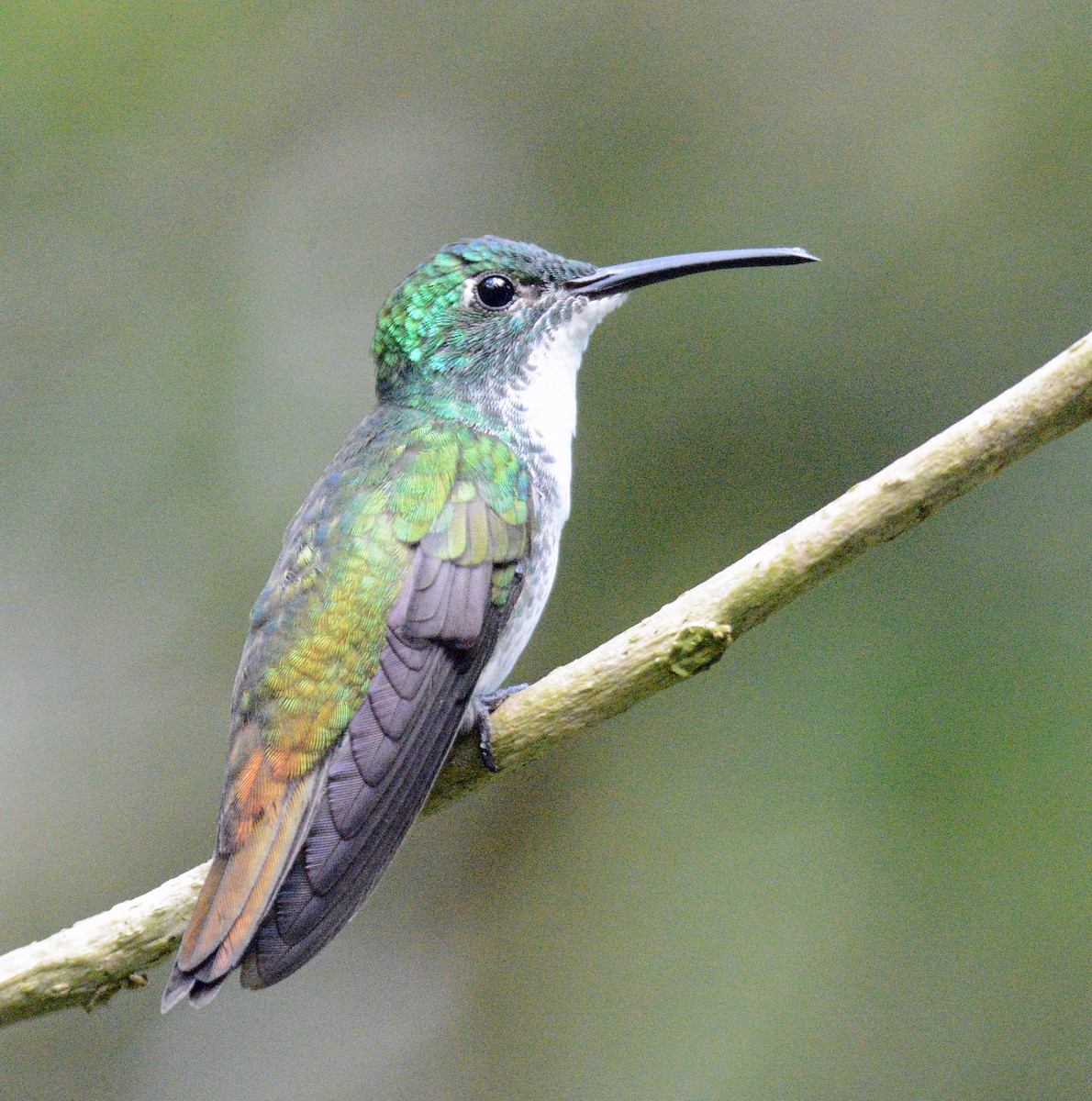 kolibřík běloprsý - ML617656775