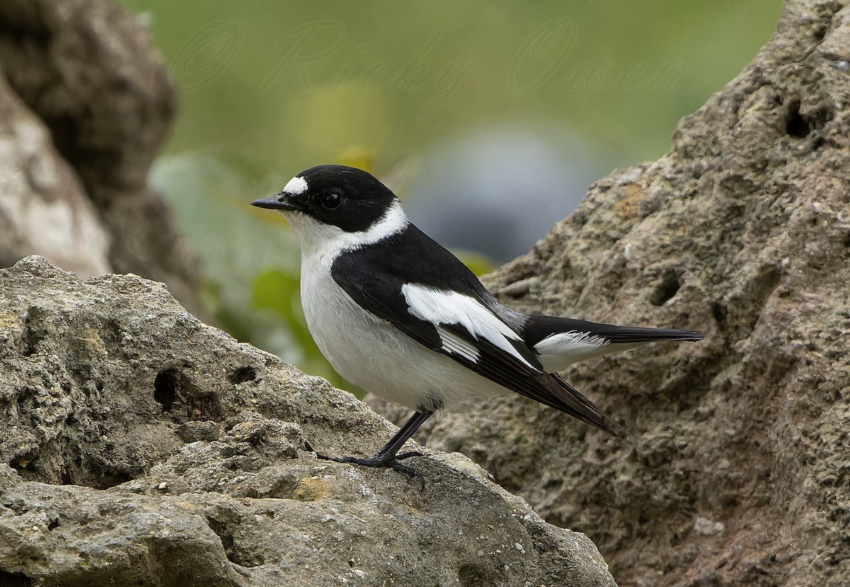 Collared Flycatcher - ML617656823