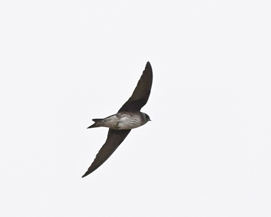 Purple Martin - ML617656872