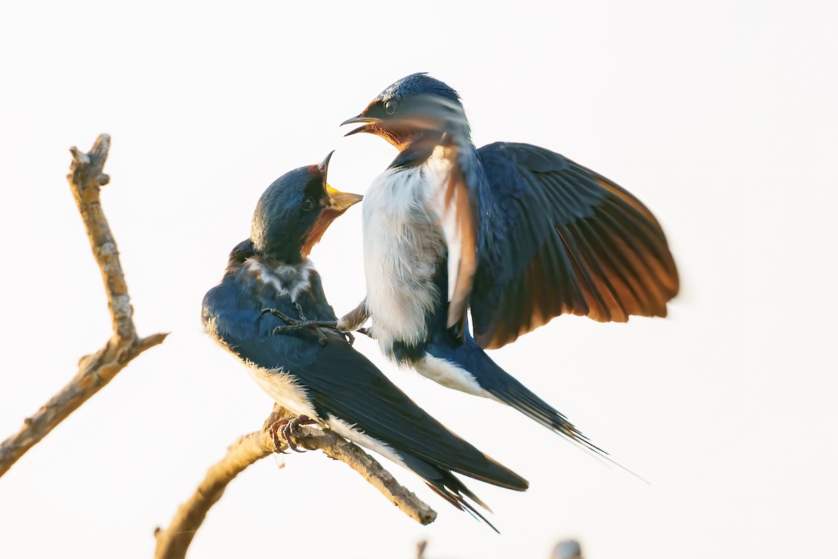 Golondrina de Guinea - ML617656876