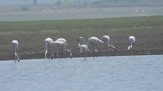 Flamant rose - ML617656897